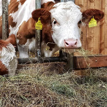 Daire Schieplechnerhof