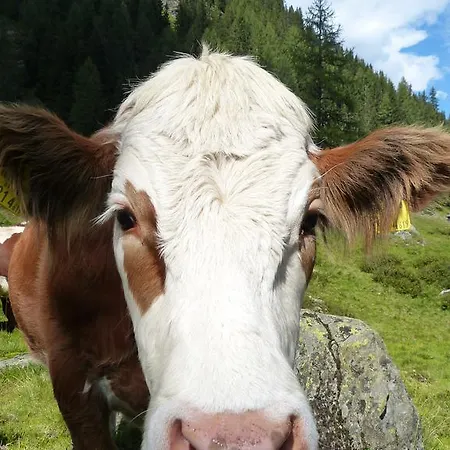 Schieplechnerhof Daire *