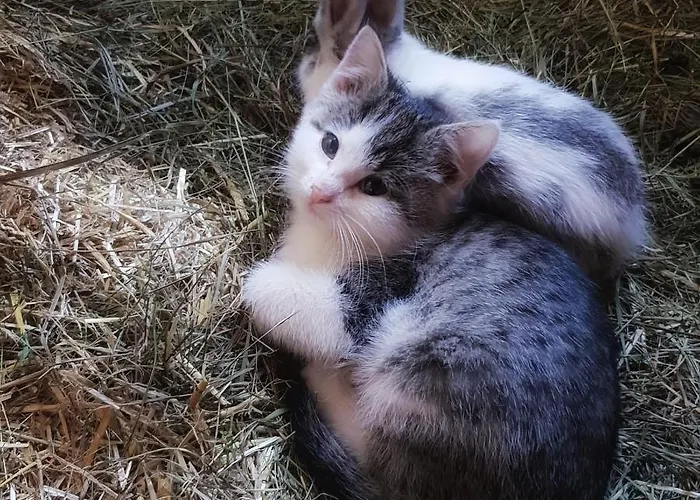 Διαμέρισμα Schieplechnerhof Schladming