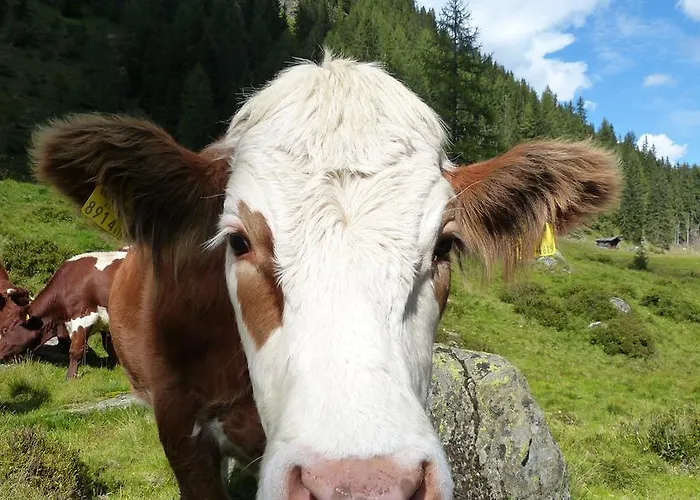 Schieplechnerhof Apartment *